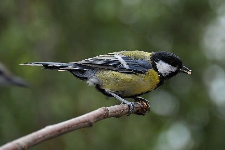 Sýkora koňadra (Parus major)